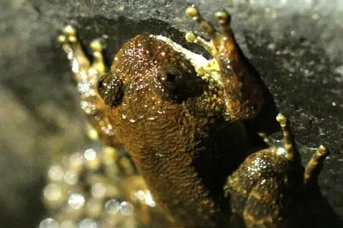 Jog's night frog