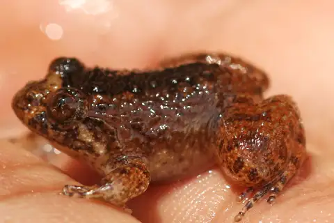 Kempholey Night Frog