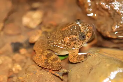 Castle Rock night frog