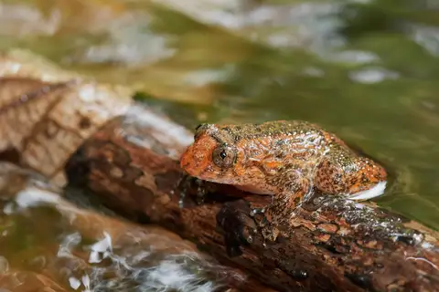Coorg night frog