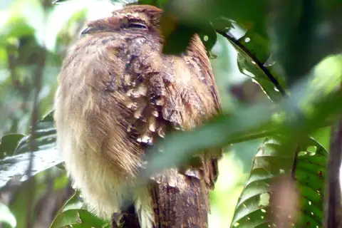 Long-tailed Potoo