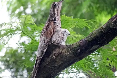 Northern Potoo