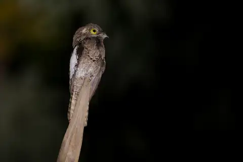White-winged Potoo
