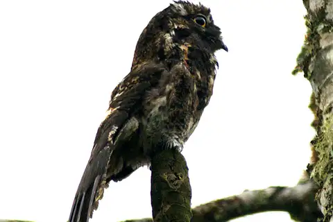 Andean Potoo