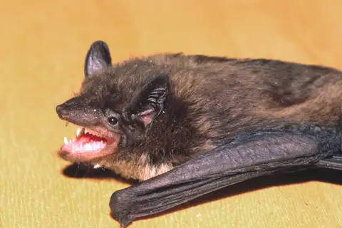 Evening Bat