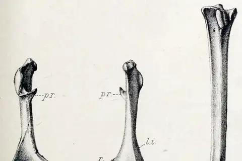 Mauritius Night Heron