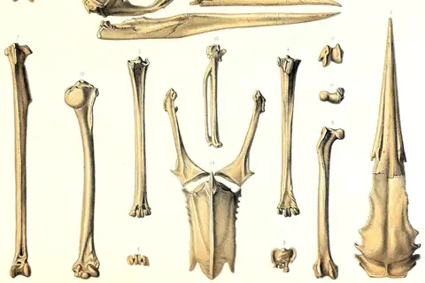 Rodrigues Night Heron