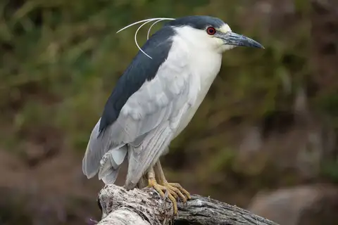 Black-crowned Night Heron