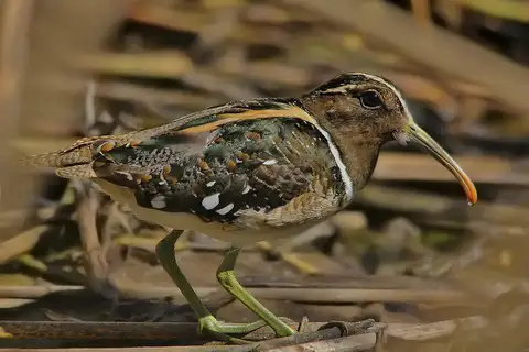 South American Painted-snipe