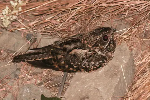 Anthony's Nightjar