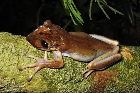 Bruno's Casque-headed Tree Frog