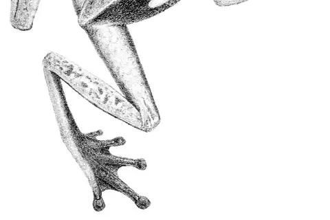 Brown-eyed Tree Frog