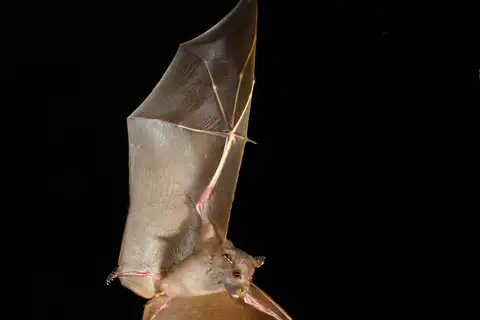 Queensland Tube-nosed Fruit Bat