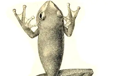 Mountain Big-eyed Tree Frog