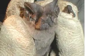 Pocketed Free-tailed Bat