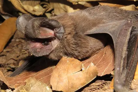 Big Free-tailed Bat