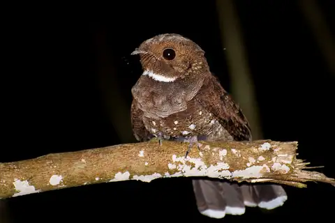 Ocellated Poorwill