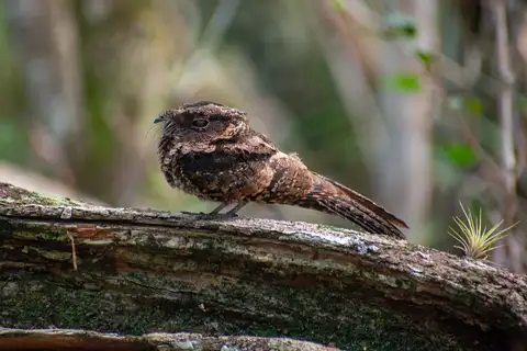 Yucatan Poorwill