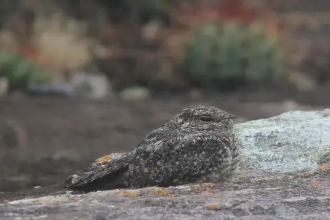 Pygmy Nightjar
