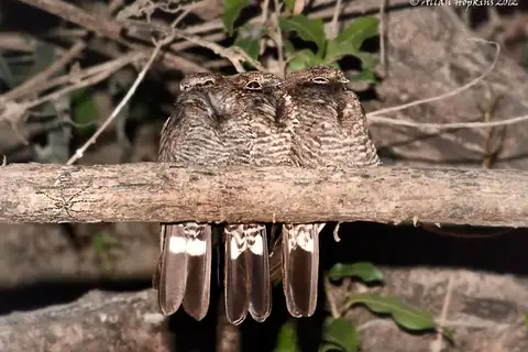 Band-tailed Nighthawk