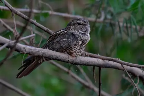 Plain-tailed Nighthawk