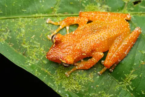 Sumatra Indonesian Treefrog