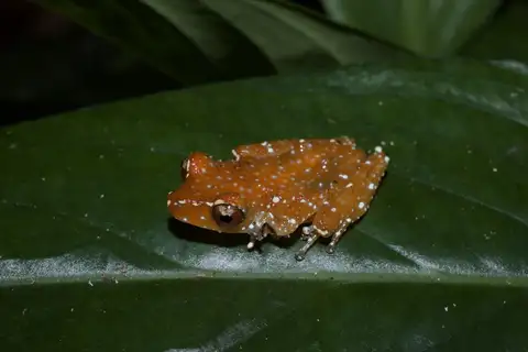 Cryptic Painted Frog