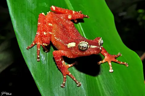 Pearly Tree Frog