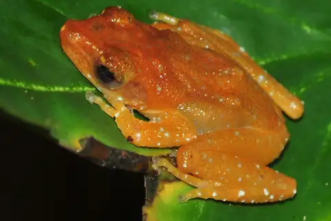 Peter's Tree Frog