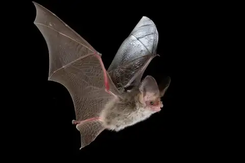 Lesser Long-eared Bat