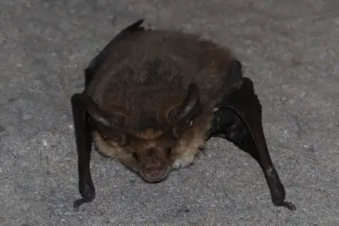 Gould's Long-eared Bat