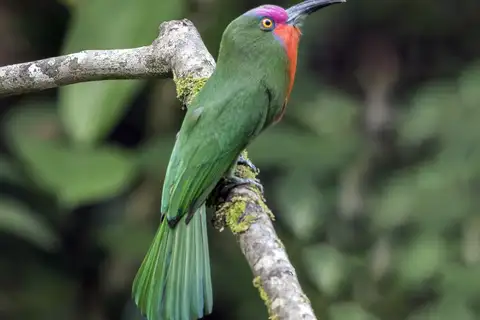 Red-bearded Bee-eater