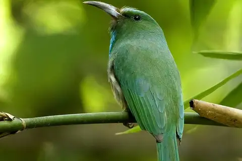 Blue-bearded Bee-eater