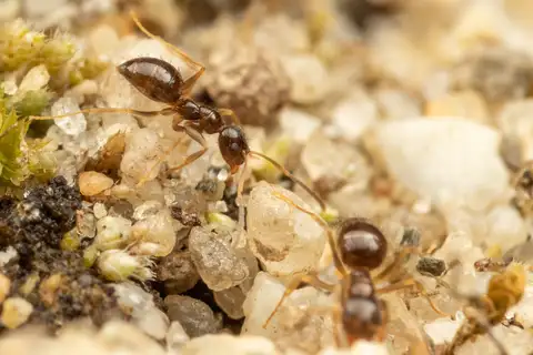 Northern Crazy Ant