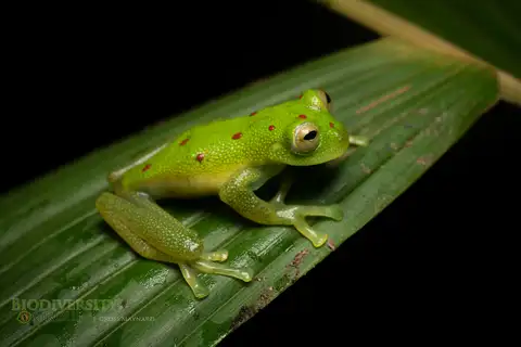 Red-spotted Glassfrog