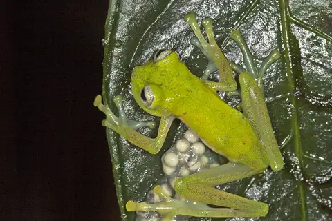 Pepper Glassfrog