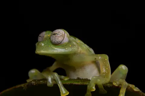Pijaos' Glassfrog