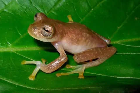Nymphargus rosada