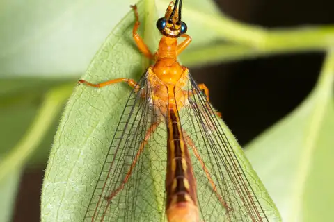 Blue Eyes Lacewing
