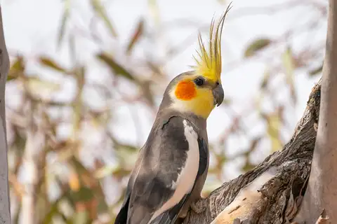 Cockatiel