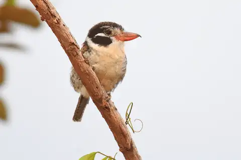 White-eared Puffbird
