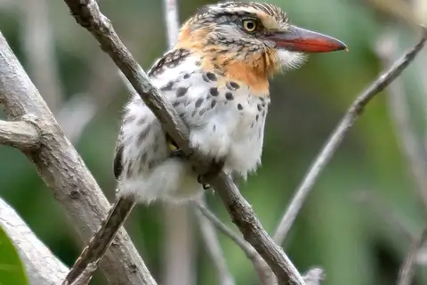 Spot-backed Puffbird