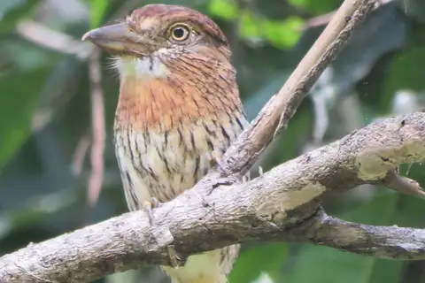 Western Striolated Puffbird