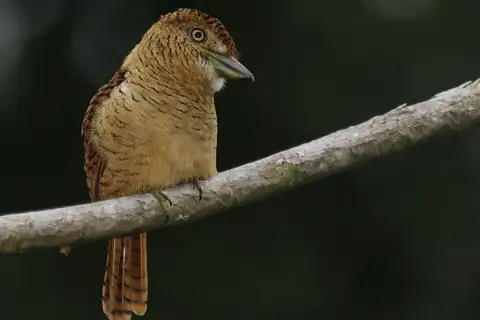 Barred Puffbird