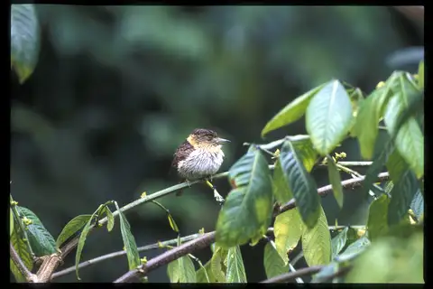 Eastern Striolated Puffbird