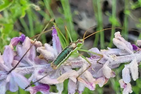 Common Short-wing Katydid