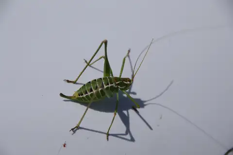 Mountain-dwelling Short-winged Katydid