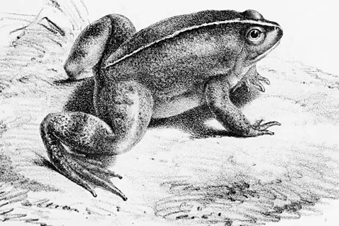 Yellow-bellied Puddle Frog