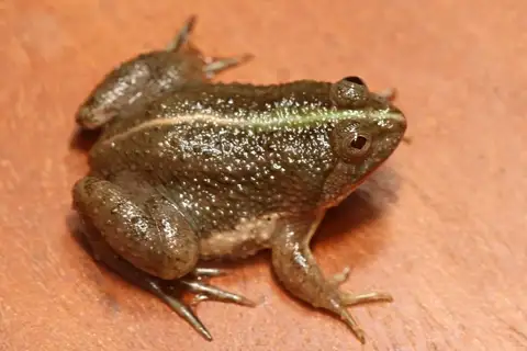 Green Puddle Frog