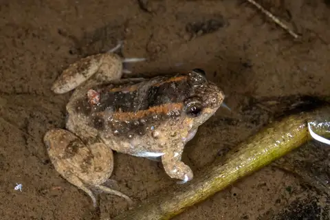 Lingnan Floating Frog